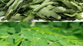 murungai-keerai-agathi-keerai