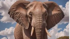 elephant-palamozigal