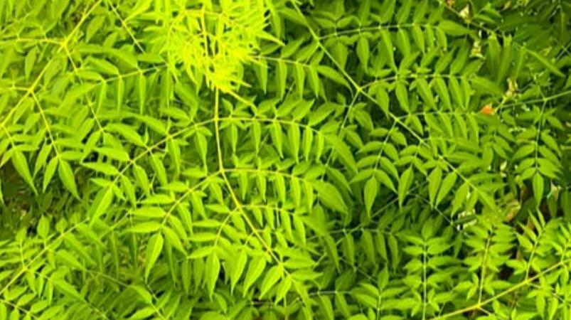 aadi-month-veppa-elai