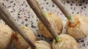 aadi-month-thengai-sudum-pandigai