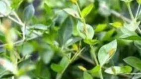 maruthani-skin-health-tips