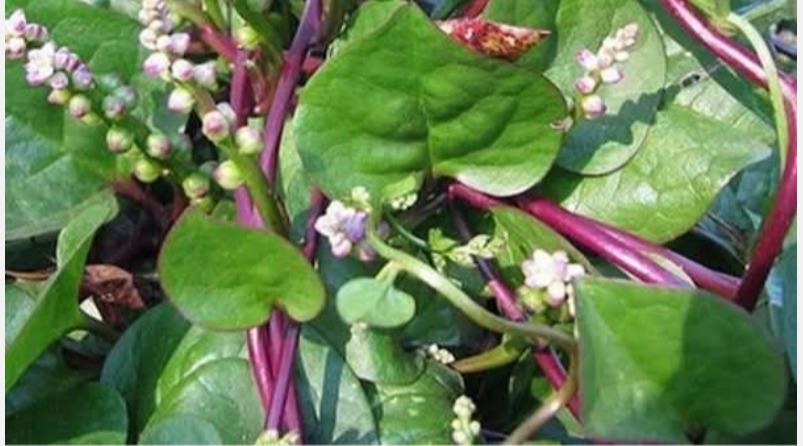 pasalai-keerai-health-tips