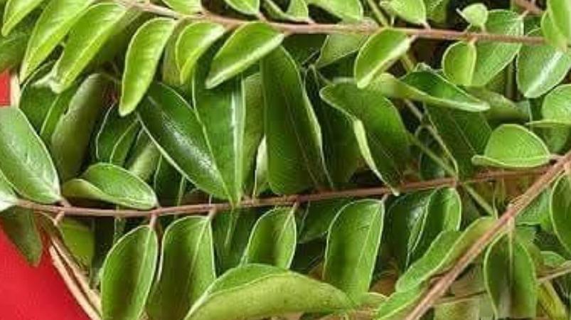 kariveppillai-health-tips