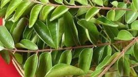 kariveppillai-health-tips