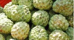 seetha-pazham-custard-apple