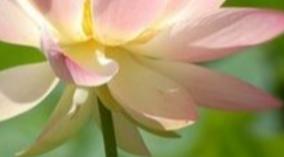 thamarai-thandu-health-tips