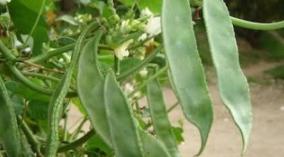 avaraikkai-vegetable-health-tips