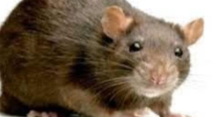 thiruvalar-eli-short-story