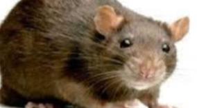 thiruvalar-eli-short-story