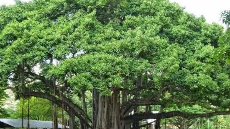 aalamaram-motivational-story