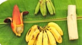 banana-tree-health-tips