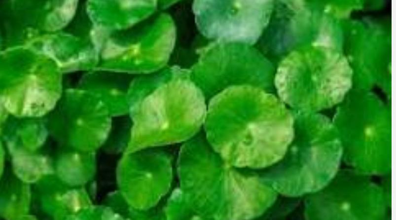 vallarai-keerai-health-tips