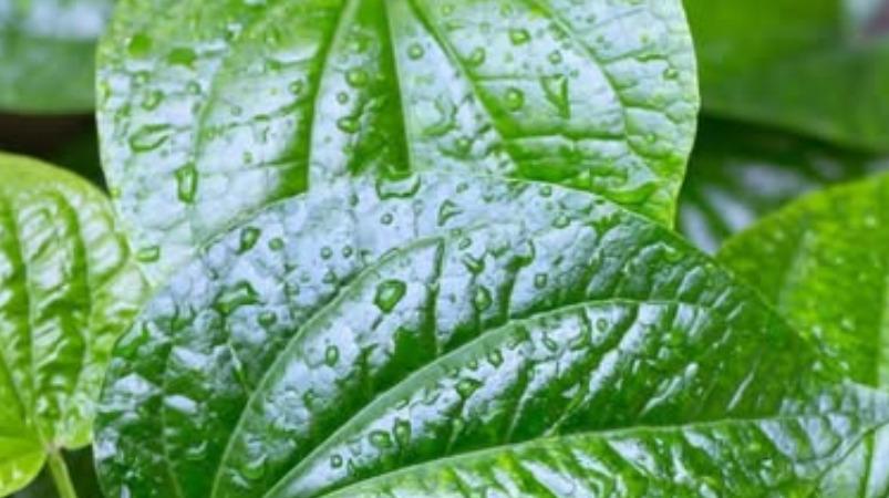 narai-mudi-vetrilai-leaf-health-tips