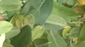 joint-pain-vizhuthi-leaf-health-tips