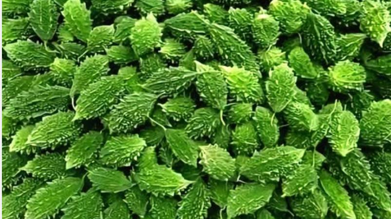 pagarkai-vegetable-health-tips