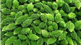 pagarkai-vegetable-health-tips