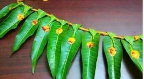house-maavilai-jothidam