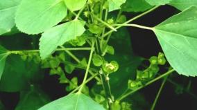 kuppai-meni-health-tips