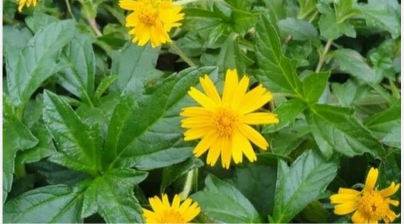 kaaya-kalpa-mooligai-karisalangkanni-keerai