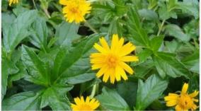 kaaya-kalpa-mooligai-karisalangkanni-keerai