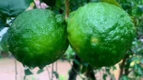 naarthangai-health-tips