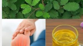 thotta-sinungi-plants-health-tips