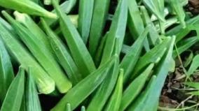 vendaikkai-vegetable-health-tips