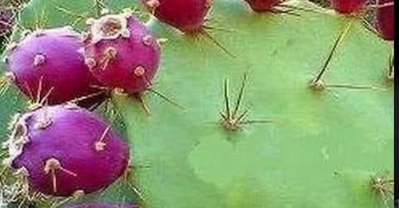 sappathi-kalli-pazham-short-story