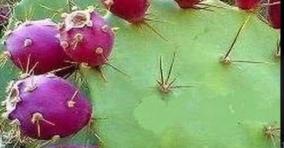 sappathi-kalli-pazham-short-story