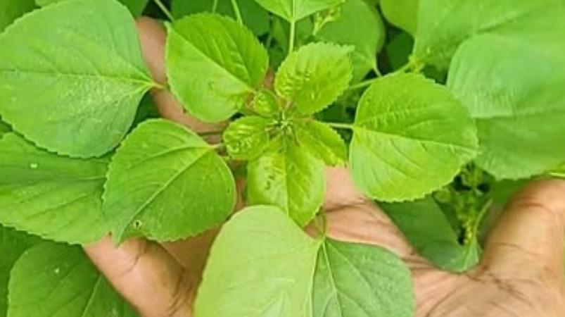 kuppai-meni-leaf-health-tips