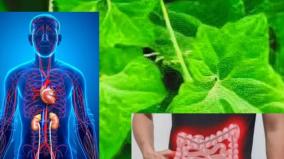 musu-musukkai-keerai-health-tips