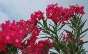 sevvarali-poojai-palangal