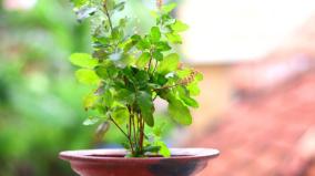 thulasi-maalai-poojai-palangal