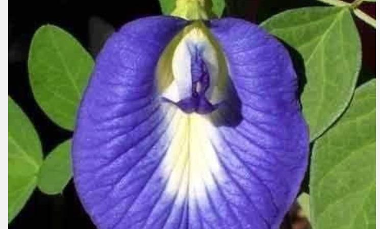 sangu-poo-health-tips