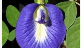 sangu-poo-health-tips