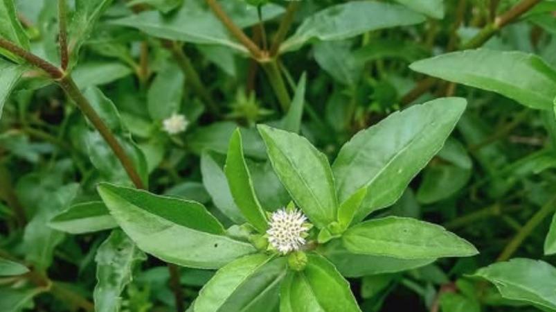 karisalanganni-keerai-health-tips