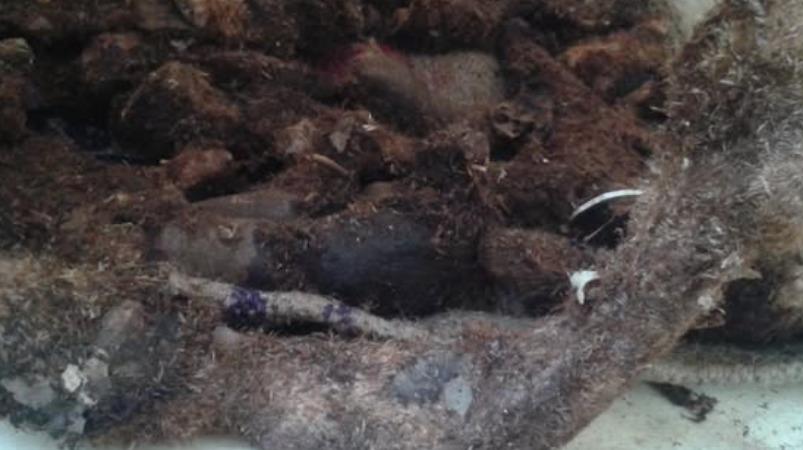 pain-relief-mudavattukal-kilangu