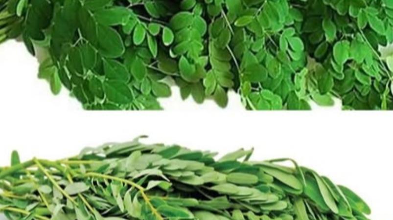 murungai-agathi-keerai