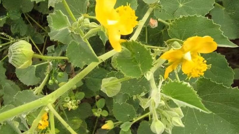 thuthi-keerai-health-tips