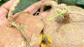 agasa-karudan-kilangu