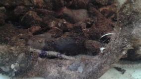 pain-relief-mudavattukal-kilangu