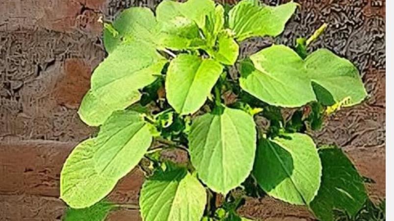 kuppai-meni-health-tips