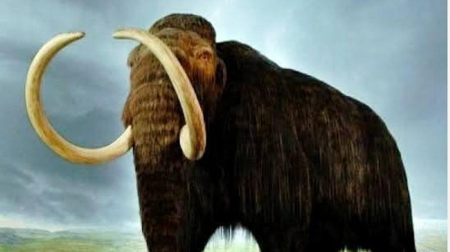 mammoth-news