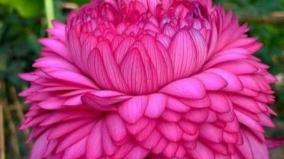 thaamarai-flower-health-tips