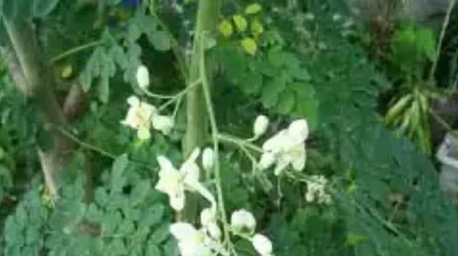 murungai-mooligai-health-tips