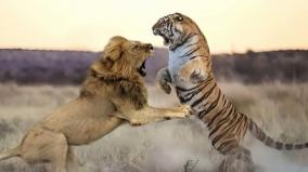 lion-tiger-fight-result