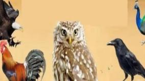 panja-patchi-sastram