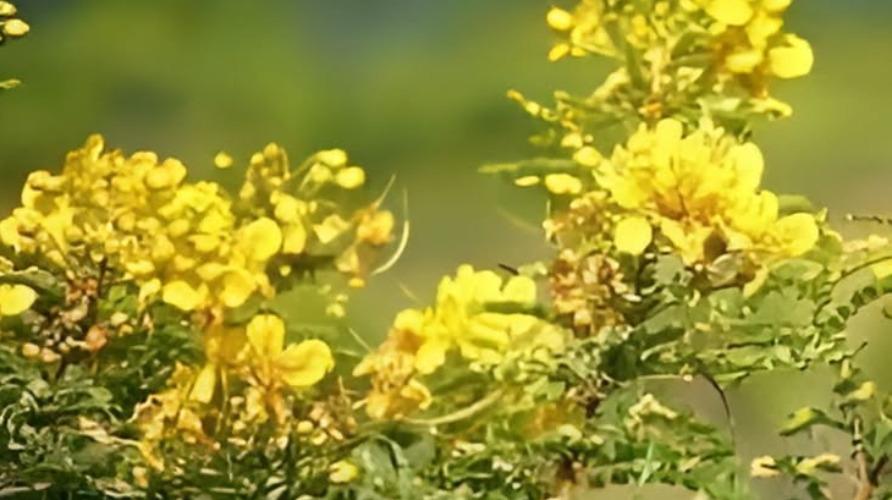 aavaram-poo-health-tips