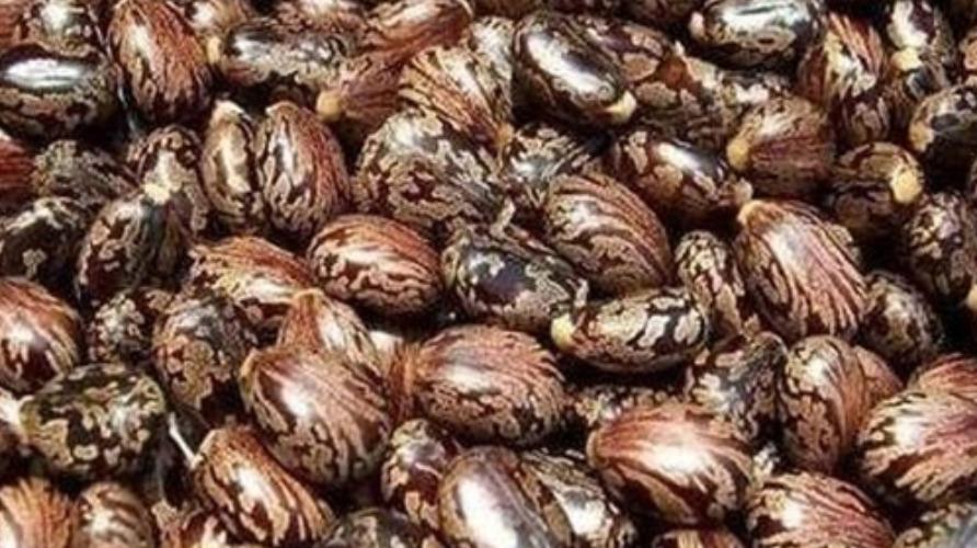 aamanakku-vithai-health-tips