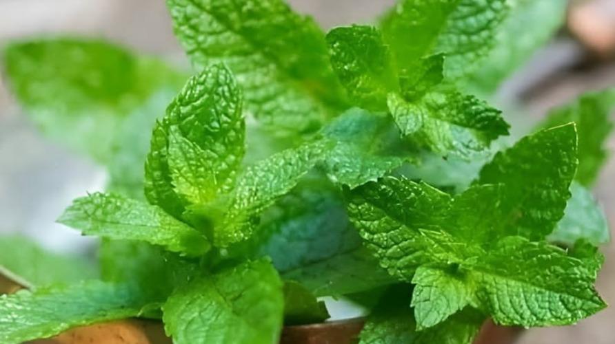 dental-care-health-tips-putina-keerai